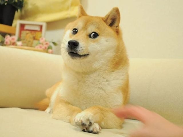 A la perrita del famoso meme «Doge» le diagnostican cáncer