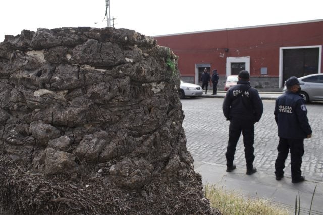 Ayuntamiento tala en El Alto 18 palmeras infectadas por plagas