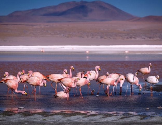 Explotación del litio es una amenaza mayor para el único refugio de flamencos en Chile