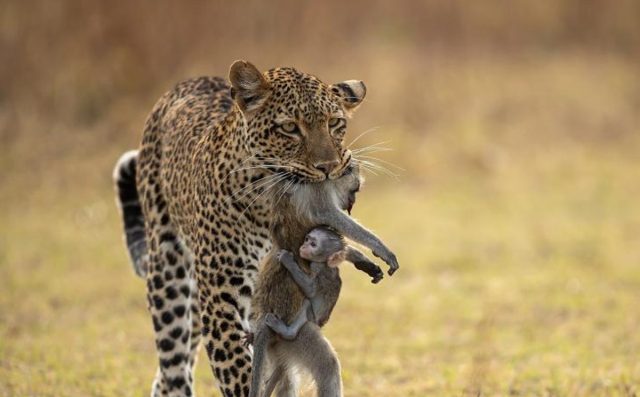 Mono se aferra a cadáver de su madre antes de ser devorado por leopardo | VIDEO