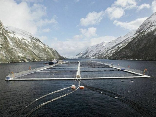 Anulan permisos ambientales de dos centros salmoneros en Reserva Nacional kawésqar: Importante logro de comunidad de la Patagonia Austral en tribunales