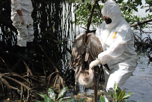 Honduras declara emergencia sanitaria nacional por gripe aviar