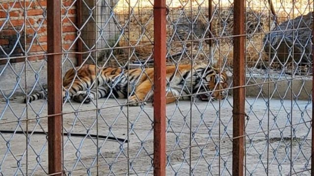 Asegura FGR animales exóticos en un rancho en San Gabriel, Jalisco