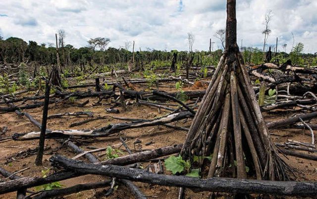 Amazonía brasileña registra pérdida histórica de selva en 2022