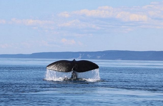 Tras rechazo de Dominga piden pronta aprobación del área marina protegida para el Archipiélago Humboldt