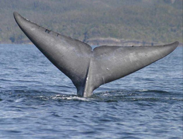 Expectación por votación Ley SBAP: Servicio de Biodiversidad y Áreas Protegidas