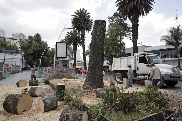 Sigue la tala de palmeras en la ciudad de Puebla; van más de 100