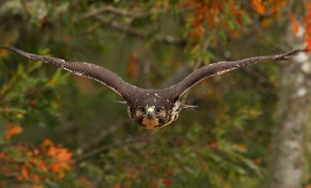 En el Día Mundial de las Aves te compartimos un especial sobre diversas especies endémicas y migratorias