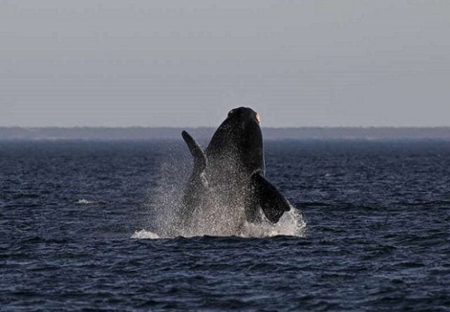 CELAC se manifestó en Buenos Aires sobre los desafíos para la conservación de los Océanos y su uso sostenible