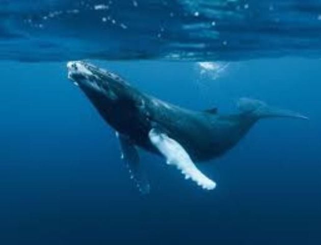 México y NASA desarrollan nanosatélites para estudio de animales marinos