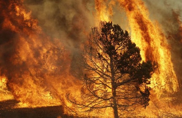 Continúa en trámite proyecto ley que busca prohibir cambio de uso de suelo en áreas afectadas por incendios forestales