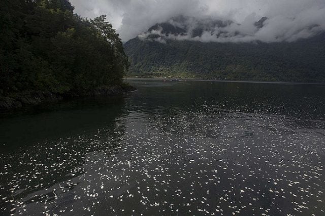 Entregan Informe lapidario a CONAF: salmonicultura es incompatible con la Reserva Nacional Kawésqar