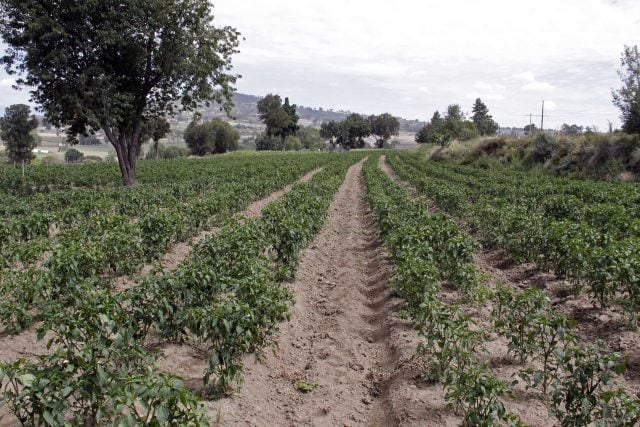 Contingencias en el campo poblano requirieron 88 mdp durante 2022