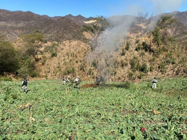 Guardia Nacional destruye sembradío de aparente amapola en Durango