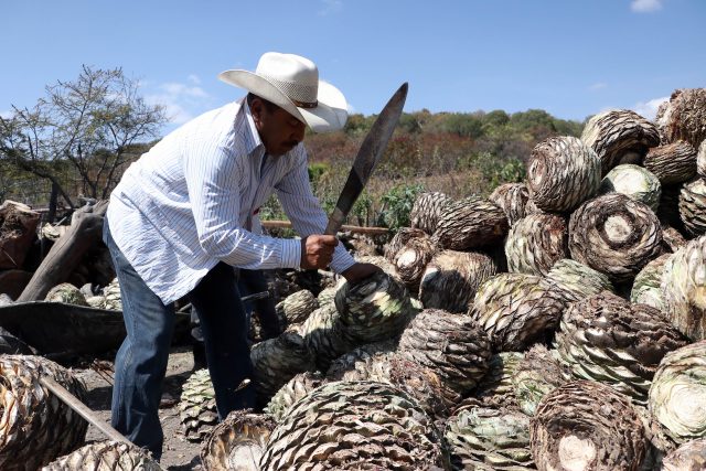 Participarán 18 marcas de mezcal poblano en el «Concurso Nacional de Marcas»