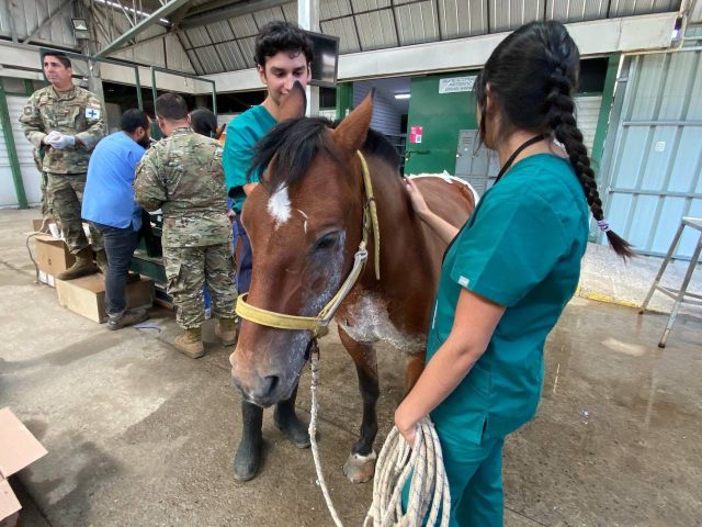 Animales que sobrevivieron a incendios de la región de Ñuble se recuperan en hospital veterinario de Chillán