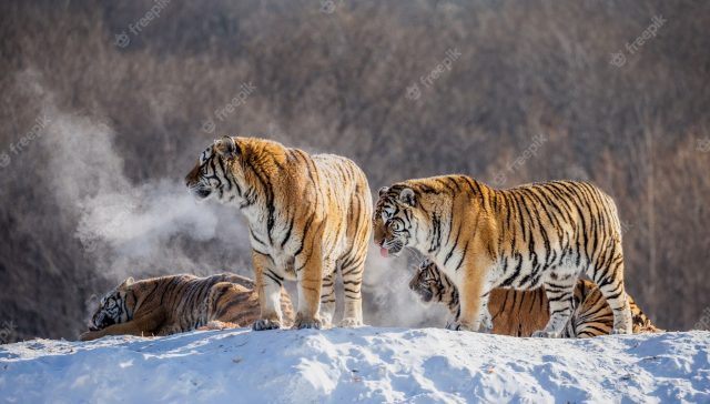 Sangre de cientos de especies animales del mundo está contaminada con peligrosos químicos PFAS