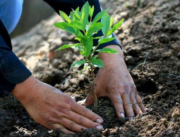 La importancia de la educación ambiental para la protección del bosque nativo