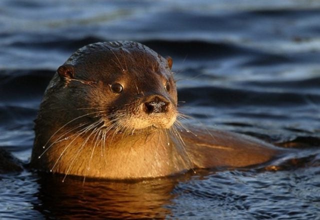 Lontra Provocax (Huillín): tras las huellas del gato de río (+ video)