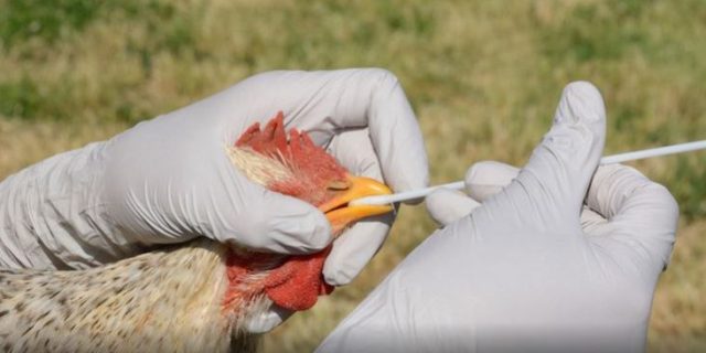 Japón sacrifica más de 14 millones de aves por propagación de gripe aviar