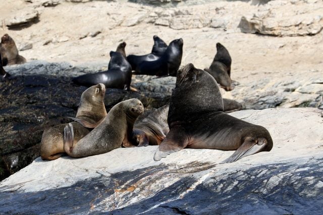 No tocar ni mover animales marinos varados vivos o muertos: llaman a la ciudadanía a colaborar en campaña para evitar propagación de gripe aviar