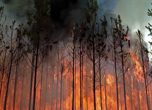 [Columna] Incendios y falta de diligencia de las empresas forestales