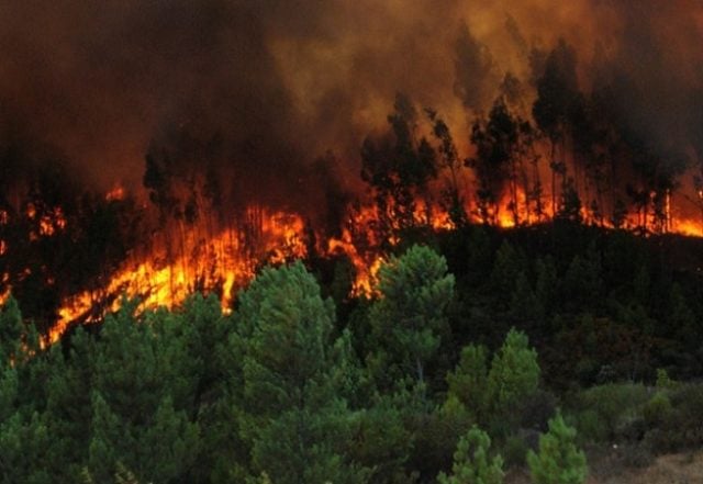 “Las plantaciones de monocultivo de la industria forestal son pirófitas, altamente inflamables, árboles combustibles”