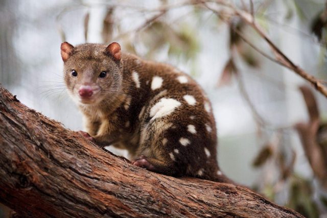 Estudian comportamiento de marsupiales macho que se aparean hasta morir en Australia