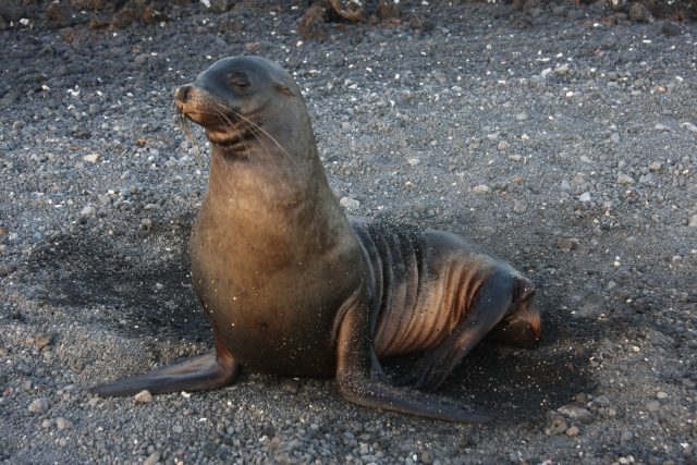 Confirman primer caso de influenza aviar en un lobo marino