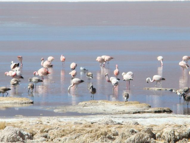 Salar del Huasco obtiene categoría de Parque Nacional: hito importante para la conservación de su biodiversidad