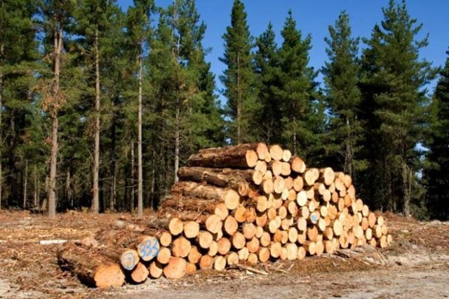 Un «¡Alto el fuego!» con el modelo forestal chileno