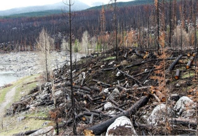 Colegio de Profesores: «El monocultivo forestal pone en riesgo a nuestro ecosistema»