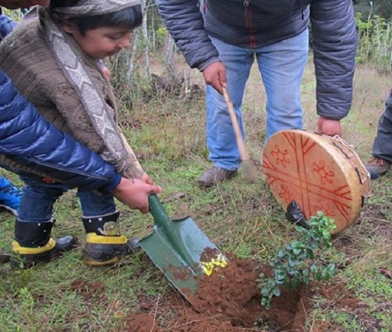 Desde la Füta Willi Mapu llaman a plantar árboles nativos ante devastación de la industria forestal