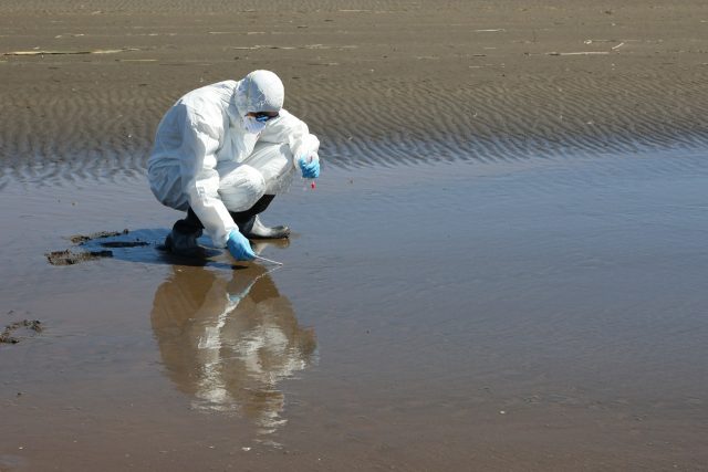 Confirman primer caso de gripe aviar en Los Ríos tras estudiar muestras de cisnes de cuello negro