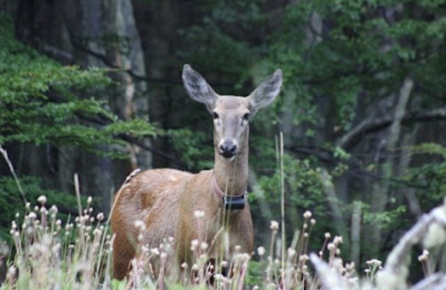 Minagri y Rewilding Chile lanzan Corredor Nacional del Huemul y anuncian primer centro de rescate para la especie en Aysén