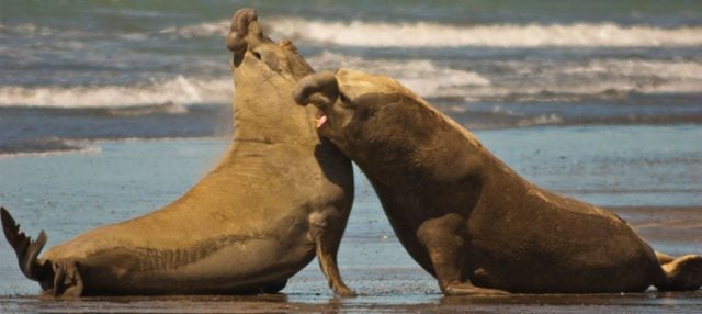 «Poligamia extrema» causaría la muerte prematura de los elefantes marinos machos del sur