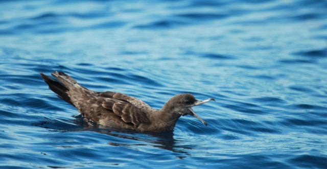 Plasticosis, nueva enfermedad causada por plásticos a las aves marinas