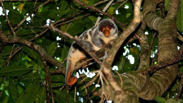 Dejó estupefactos a los expertos: turista británico descubre especies de animales que se creían extintas