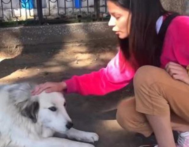 #Viral: La historia de Blanquita, la perrita que espera a su humano por más de 5 años en cementerio de Coyhaique