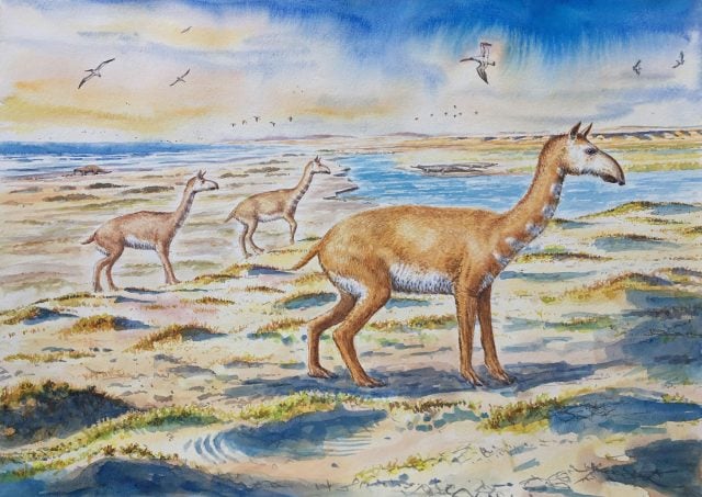 Identifican enigmática nueva especie de mamífero similar a los guanacos que vivió hace 7 millones de años en Chile