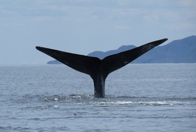 El histórico acuerdo que busca proteger la biodiversidad marina en aguas internacionales