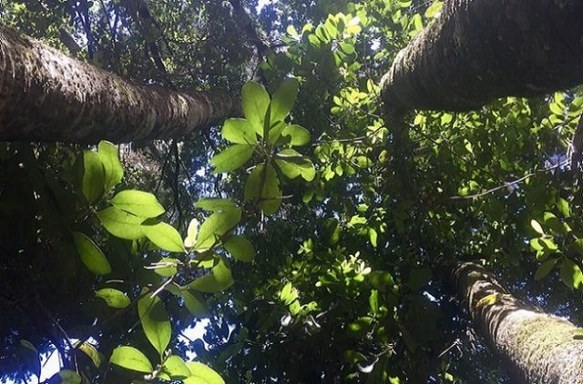 Líderes espirituales indígenas exigen poner fin al grave daño a árboles sagrados en Penco: responsabilizan a empresa minera