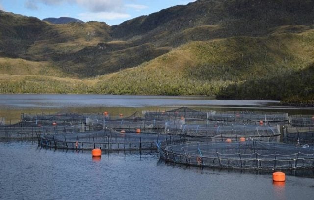 Rechazo ante posible perdonazo a transnacional salmonera Nova Austral por amplio prontuario ambiental