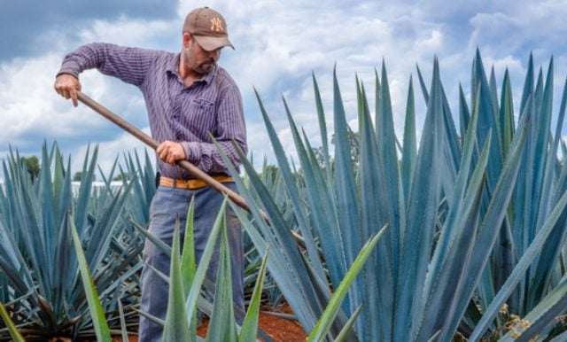 ¡Kanpai! México promociona tequila y mezcal en Japón