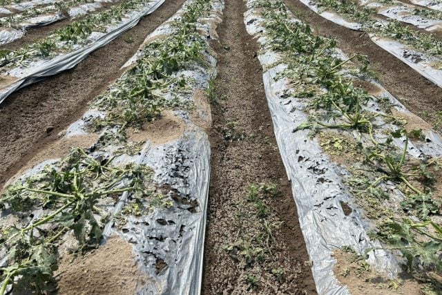 Apoyarán con 30 mdp a productores poblanos afectados por lluvias