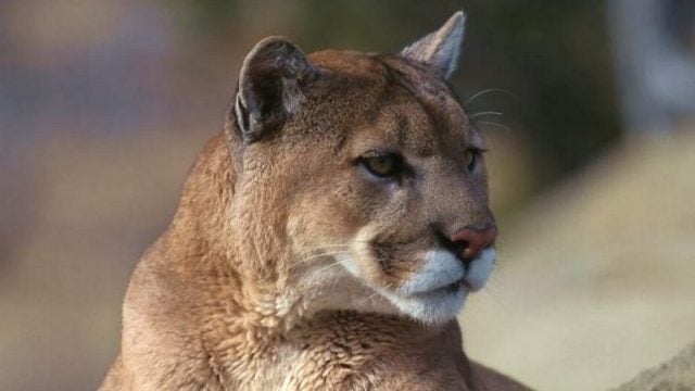 Tarapacá: Perros salvaron a un hombre de 87 años que estaba siendo atacado por un puma