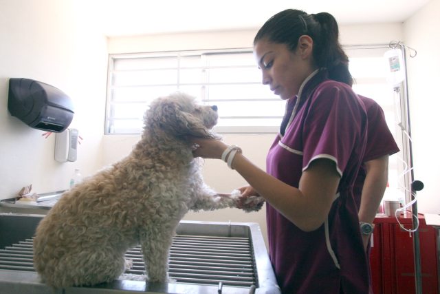 Medicina Veterinaria y Zootecnia de la BUAP celebra 50 años