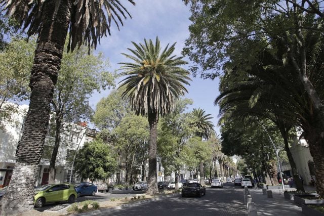 Por plagas, Medio Ambiente anuncia retiro de palmeras