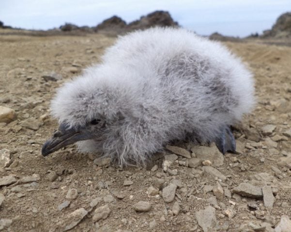 Después de décadas de desaparecido vuelve a nacer un ave de Yunco en Isla Chañaral