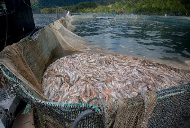 Conflicto salmonero en Magallanes: denuncian ilícitos, mentiras y chantajes